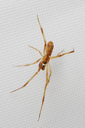 Réf. 33 916 : Episinus sp.