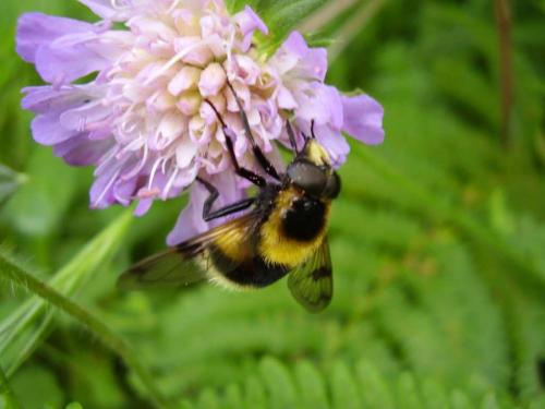 Volucella bombylans