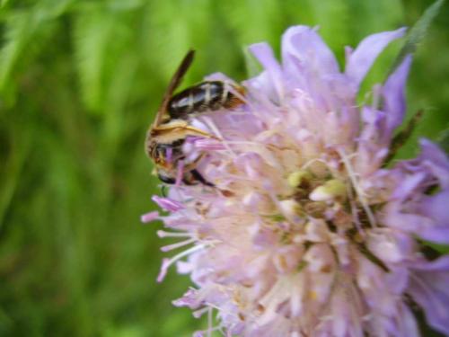 Andrena hattorfiana
