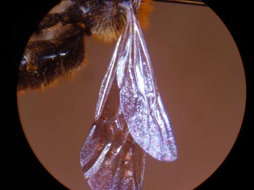 Andrena hattorfiana
