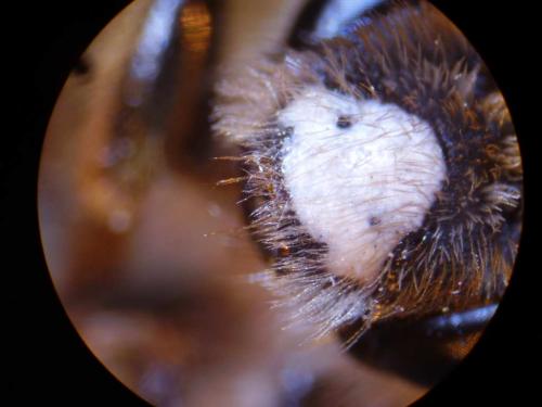 Andrena hattorfiana