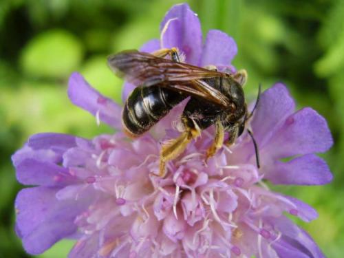 Andrena hattorfiana