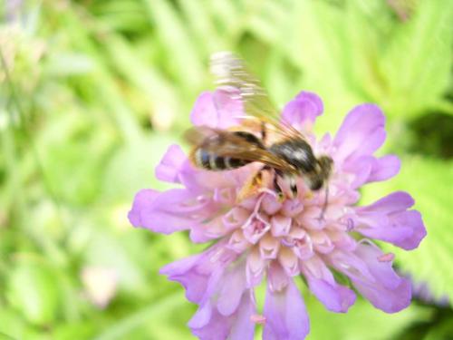 Andrena hattorfiana