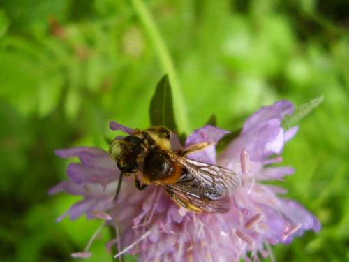 Andrena hattorfiana