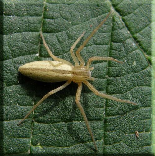 Tibellus oblongus