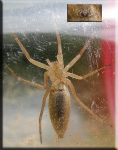 Tibellus oblongus