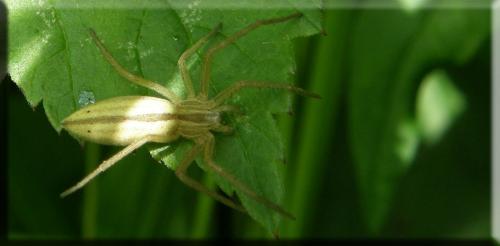 Tibellus oblongus