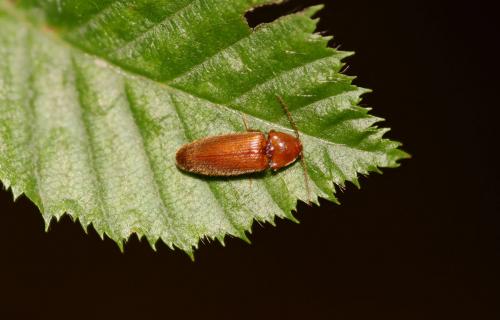 Réf. 33 913 : Porthmidius austriacus