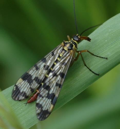 Panorpa vulgaris