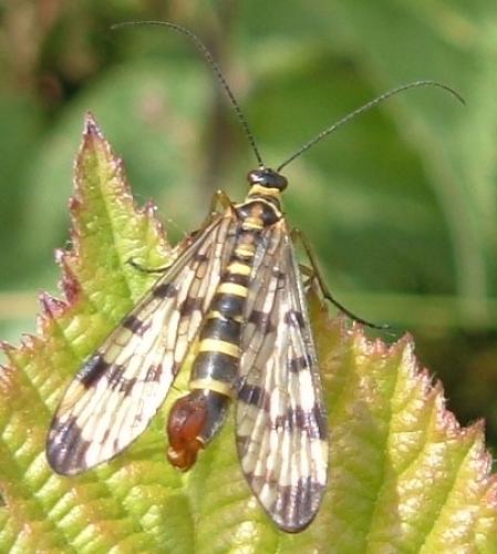 Panorpa vulgaris