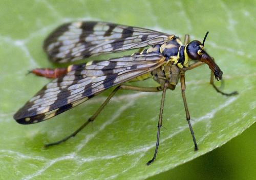Panorpa vulgaris