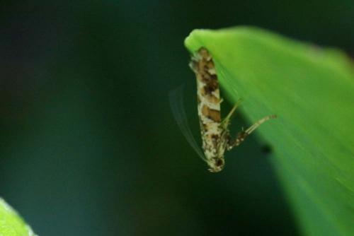 Gracillaria syringella