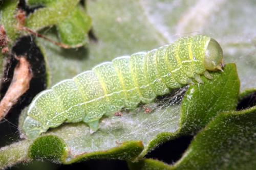 Dryobotodes eremita