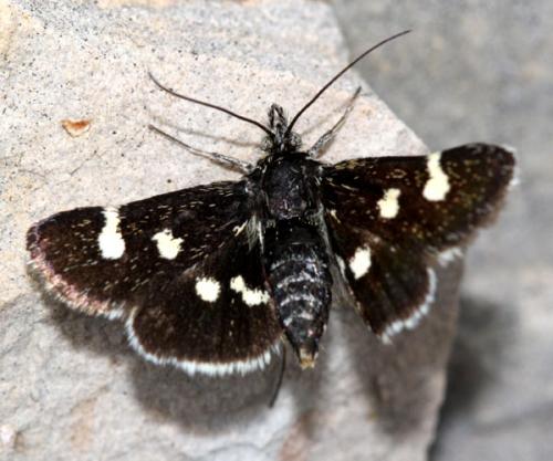 Réf. 33 517 : Eurrhypis guttulalis
