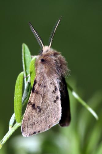 Diaphora sordida