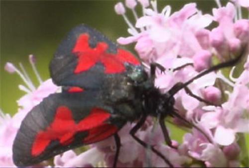 Zygaena trifolii