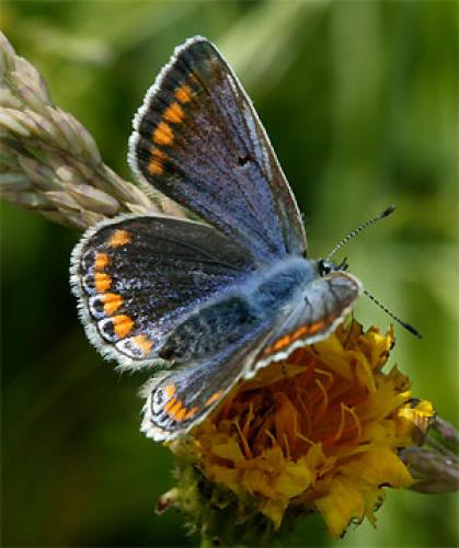 Polyommatus icarus