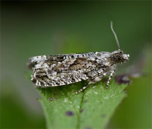 Réf. 33 561 : Zeiraphera isertana