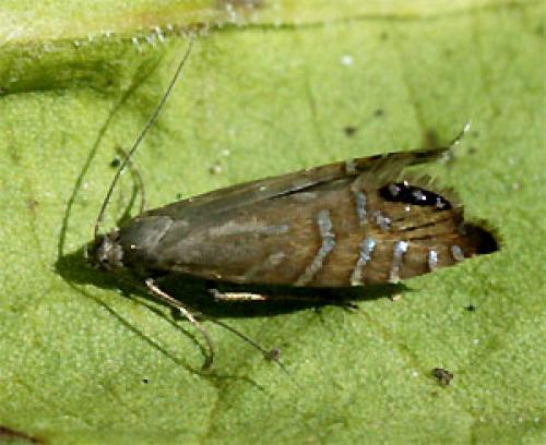 Réf. 33 746 : Glyphipterix thrasonella