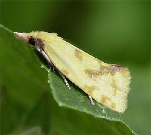 Réf. 33 998 : Agapeta hamana