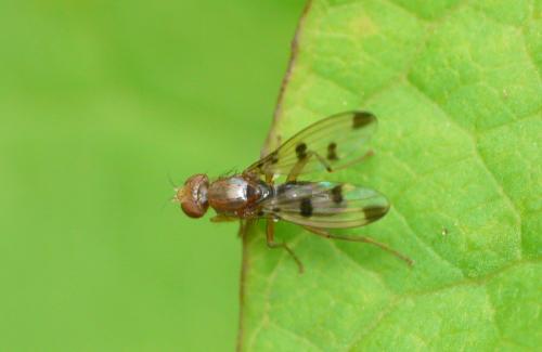 Geomyza tripunctata