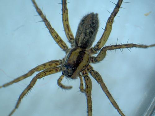 Réf. 33 523 : Pardosa nigriceps
