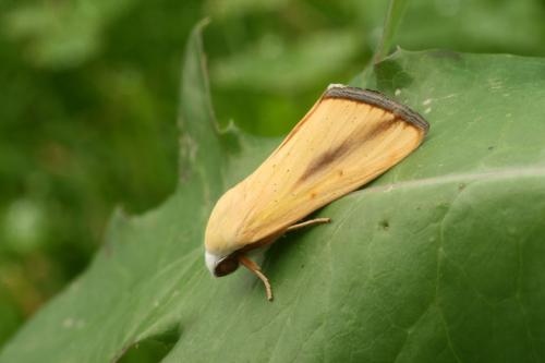 Pardoxia graellsi