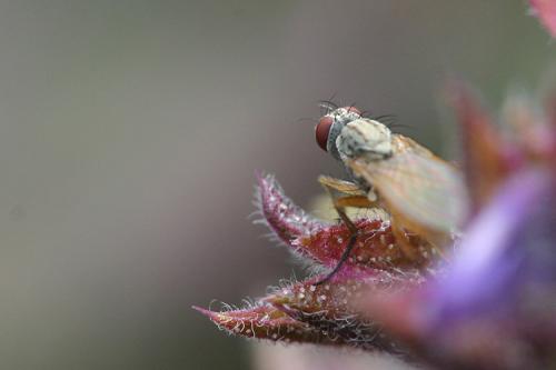 Coenosia sp.
