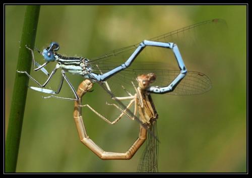 Platycnemis pennipes