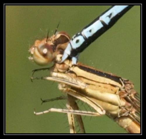Platycnemis pennipes