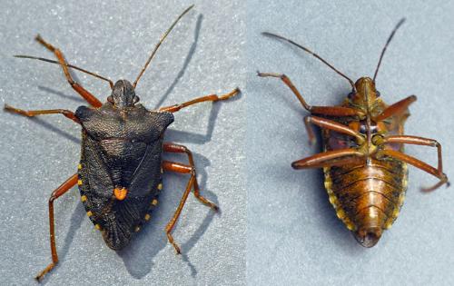 Réf. 33 305 : Pentatoma rufipes