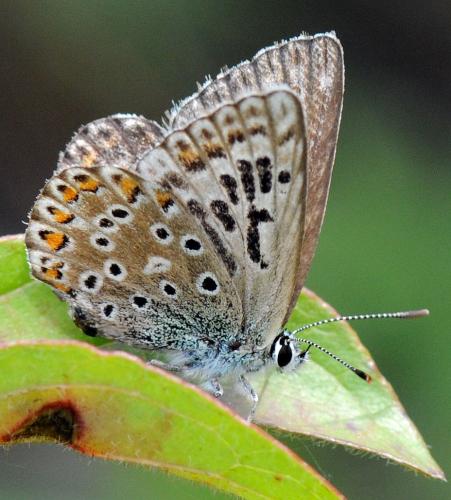Réf. 33 730 : Polyommatus sp.