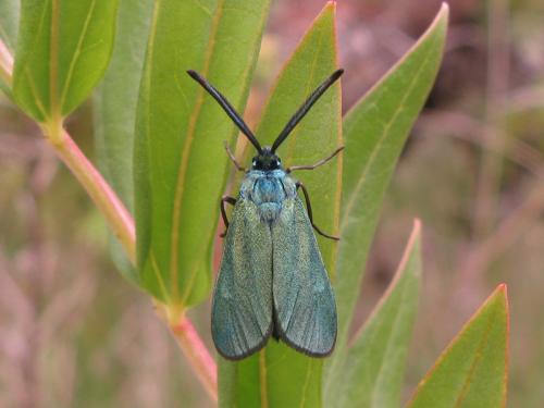 Adscita mannii