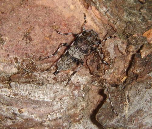 Réf. 33 169 : Acanthocinus griseus