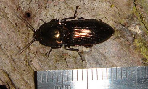Selatosomus aeneus