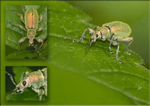 Phyllobius pomaceus