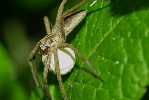 Réf. 33 522 : Pisaura mirabilis