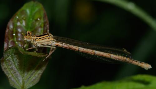 Platycnemis pennipes