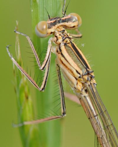 Réf. 33 697 : Platycnemis pennipes