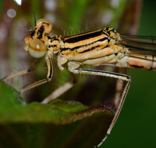 Platycnemis pennipes