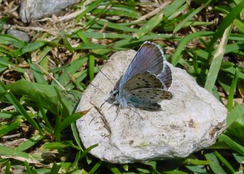 Plebejus argus