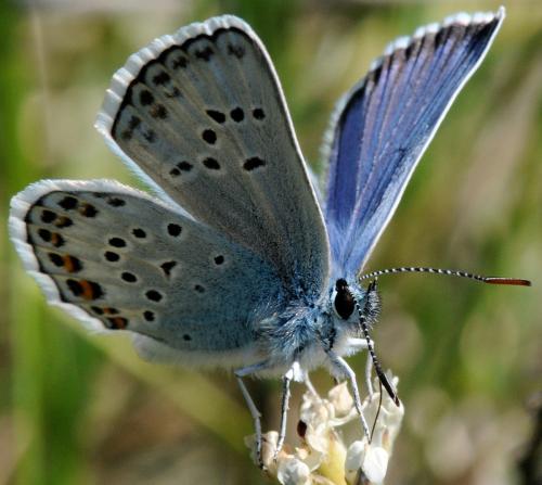 Réf. 33 744 : Plebejus argus