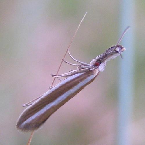 Réf. 33 999 : Pleurota aristella