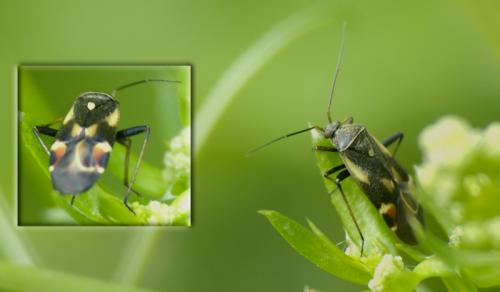 Polymerus palustris