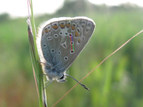 Polyommatus icarus