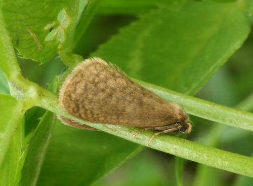 Bijugis bombycella