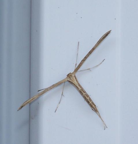 Emmelina monodactyla