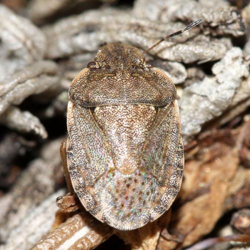 Réf. 33 157 : Sciocoris maculatus