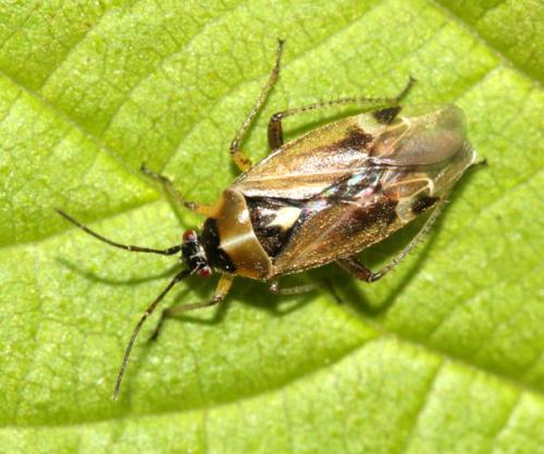 Réf. 33 082 : Harpocera thoracica