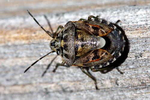 Réf. 33 518 : Holcogaster fibulata